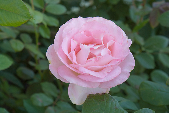 Pink Rose