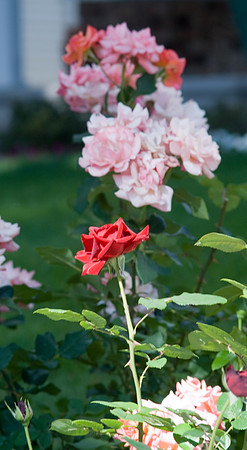 Red Rose