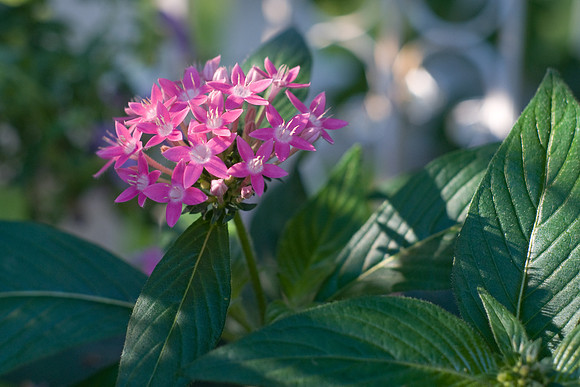 Butterfly Deep Pink - Pentas