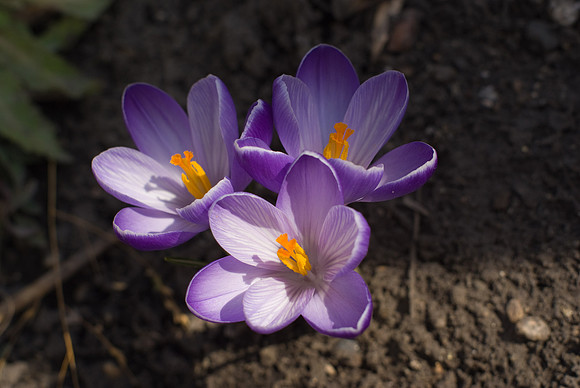 Sunny Purple Crocuses