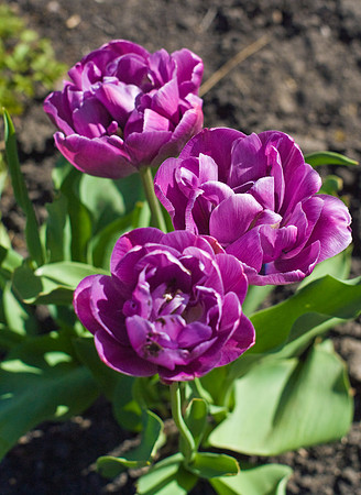 Purple Flowers