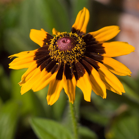 Rudbeckia