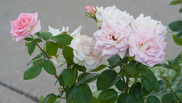 Pink & White Roses