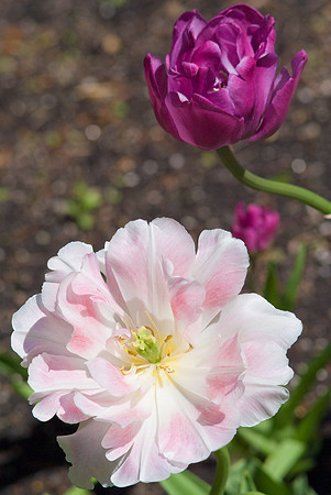 Pink Flowers