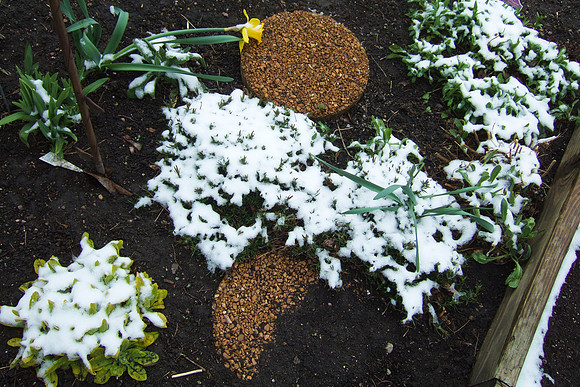 Late Spring Snow