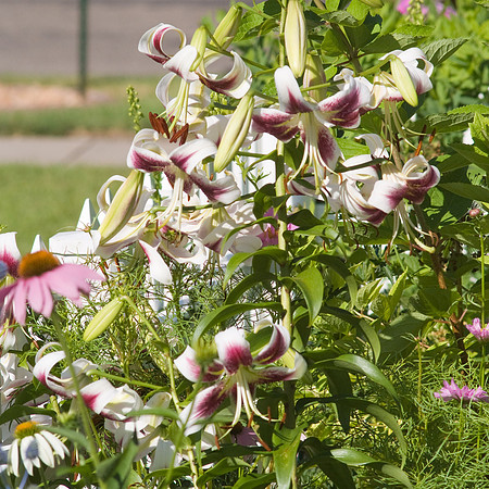 'Mona Lisa' Oriental Lilies