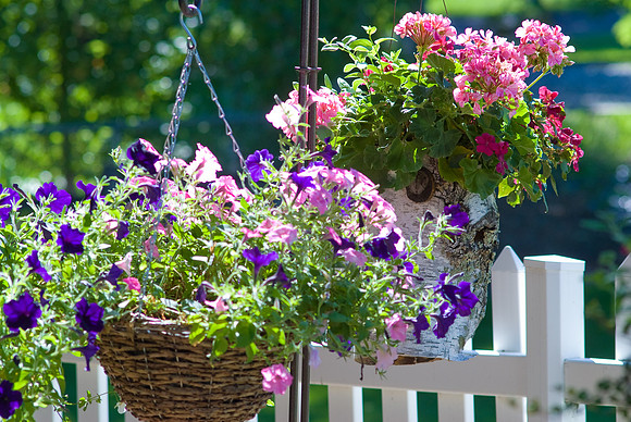 Backyard Baskets