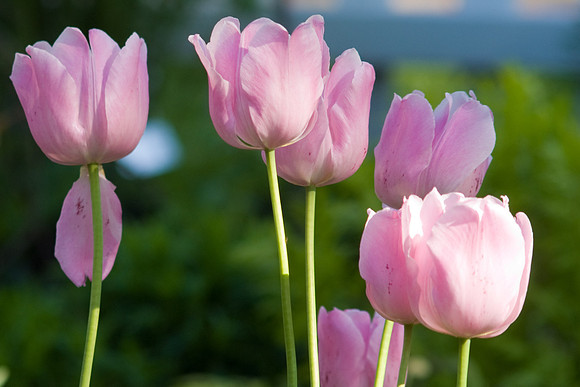 Pink Tulips
