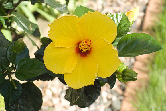 Yellow Hibiscus