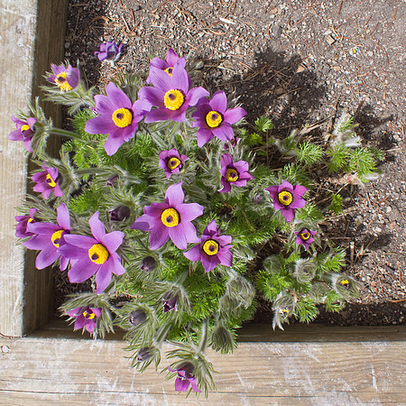 Pasque Flowers