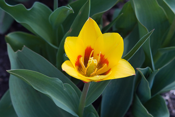 Yellow Tulip
