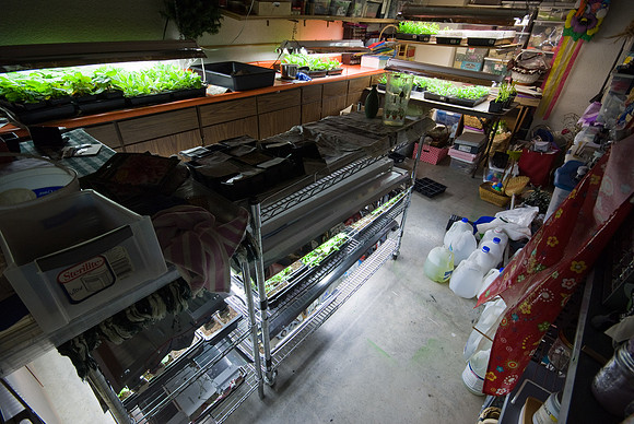 The Grow Room