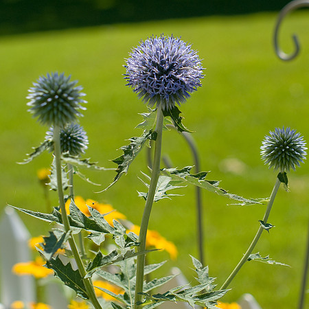 Blue Headed Globe Thistle