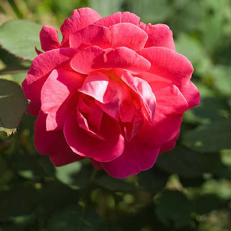 Roses Are Red...