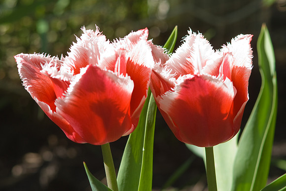Fringed Tulips