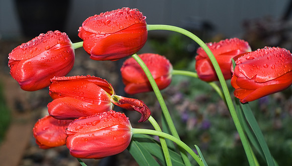 Red Tulips