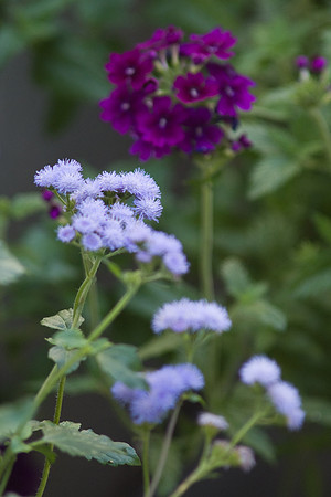Ageratum