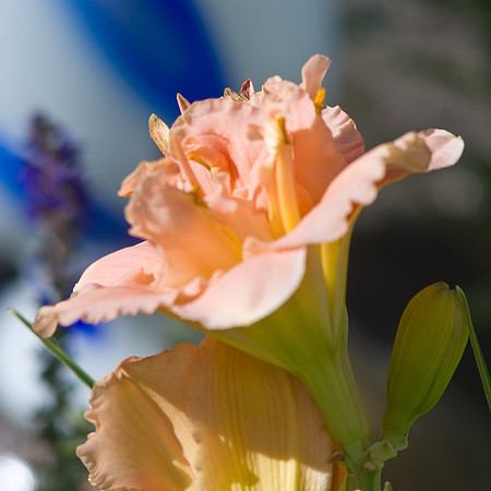 Orange Lily