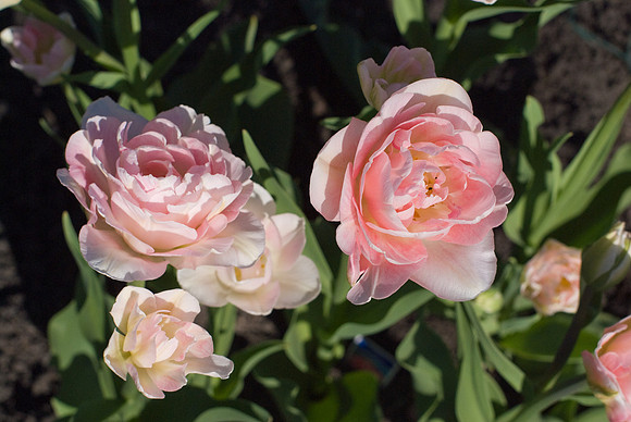 Pink Tulips