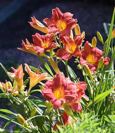 Summer Wine Day Lily