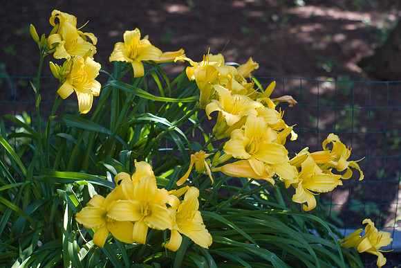 Tetraploid Lily