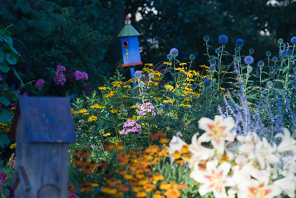 Blue Birdhouse, Blue Globe Thistle