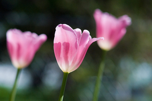 Pink Tulips