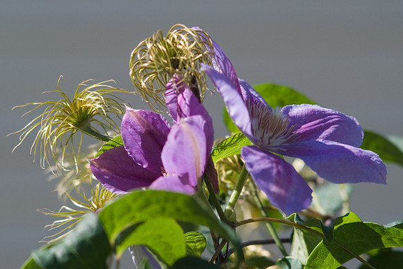 'Niobe' Clematis