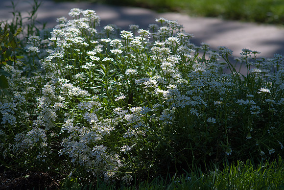 Candytuft