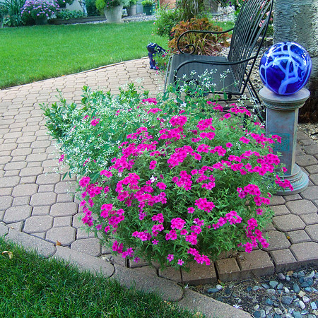 Intensia Phlox