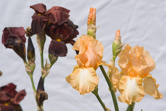 Red & Orange Irises