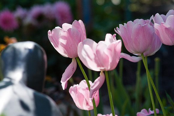 Pale Pink Tulips