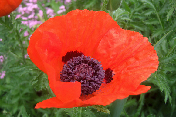 Oriental Poppy