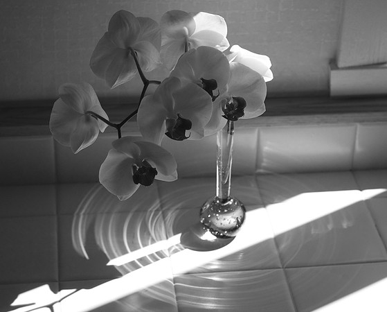 Orchid Shadow