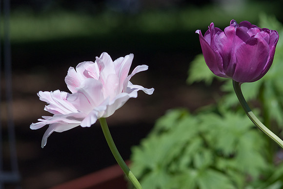 Pink And Purple