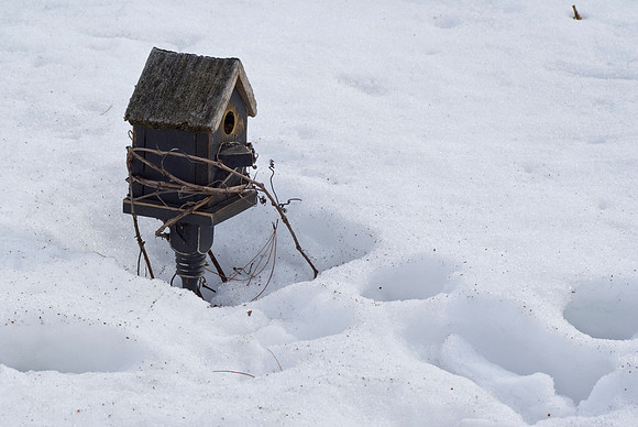 Snow Birds House
