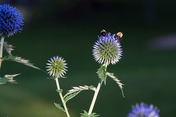 Globe Thistle