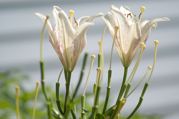 Lily Stems