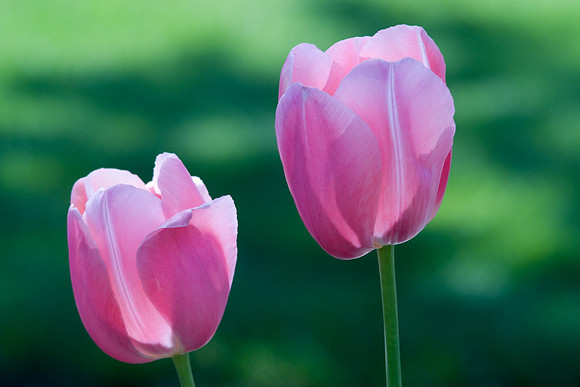 Pink Tulips