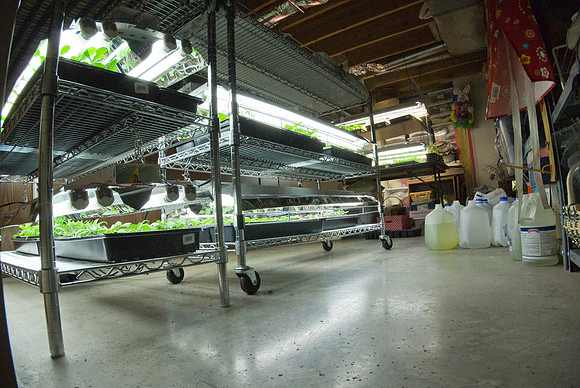 Bug's Eye View Of The Grow Room