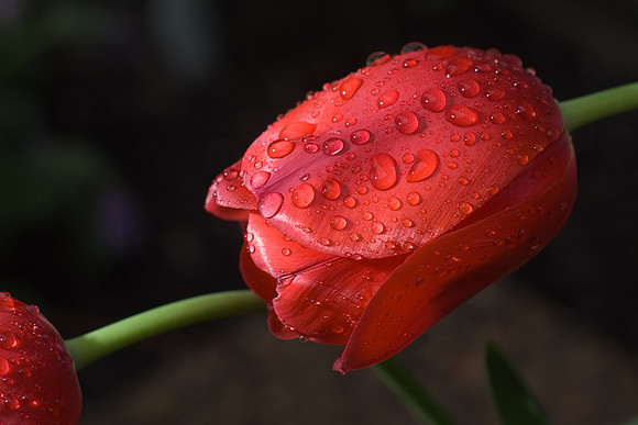 Red Tulips