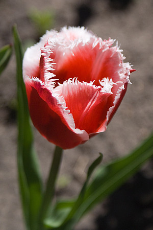 Pink Fringed Tulips