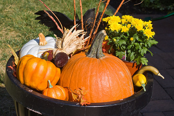 Gourds