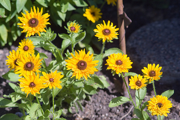Rudbeckia