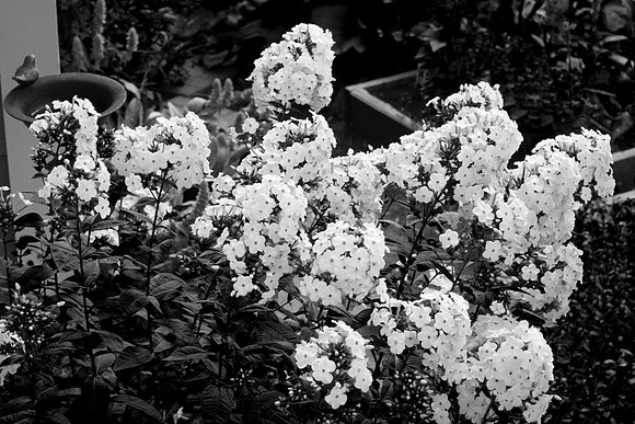 Phlox In Black & White