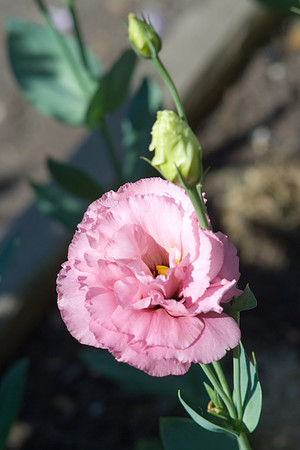 Pink Lisianthus