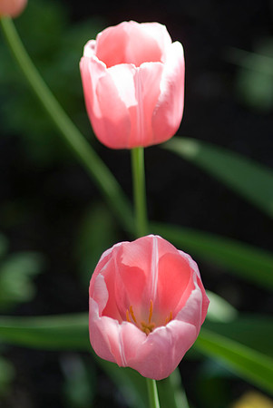 Pink Tulips
