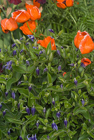 Shrub Clematis & Poppies