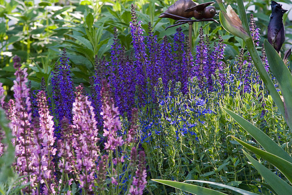 Rose Queen Salvia And Purple Salvia