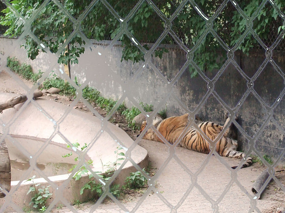 Bengal Tiger